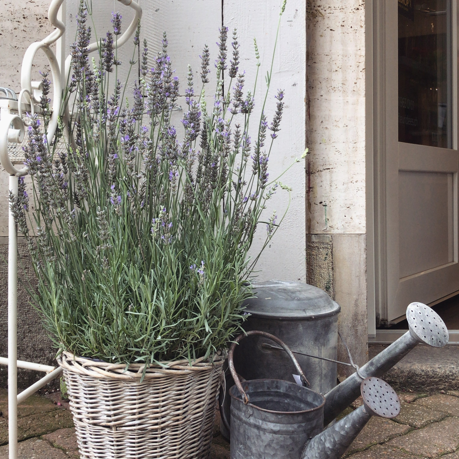 Les Fleuridees galerie plantes 3